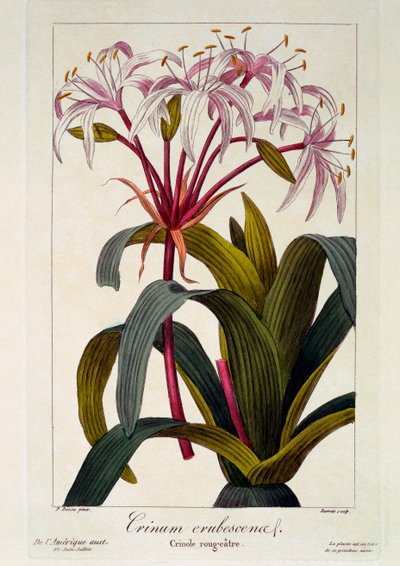 Crinum erubescens, 1836 von Pancrace Bessa